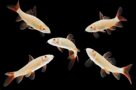 Albino Rainbow Shark (Epalzeorhynchos frenatum) Complete Care Guide