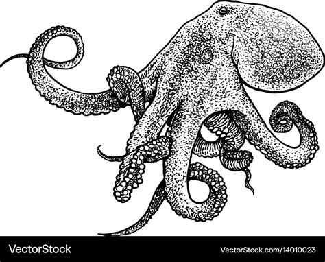 Octopus drawing engraving ink lin Royalty Free Vector Image