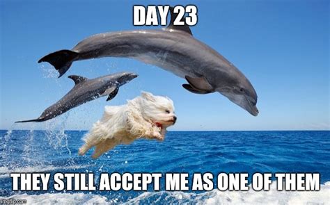 Dolphin Dog Memes - Imgflip