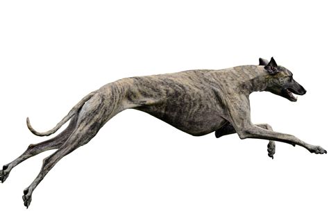 How Fast Can Greyhounds Run?