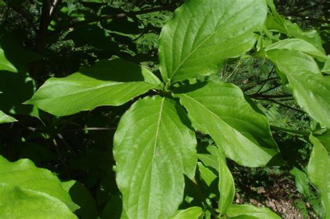 Cornus nuttallii - Pacific dogwood (leaves)