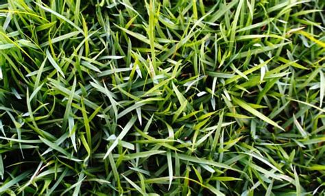 8 Best Grass That Grows in Shade (Tips Included) | CrabgrassLawn