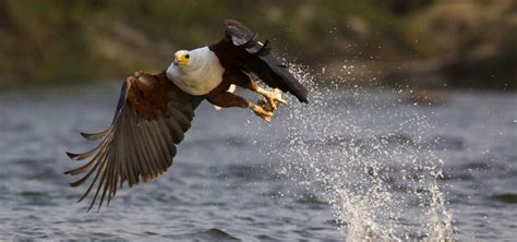 Birds | Nature | PBS