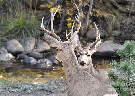 Mule Deer Antlers Photograph by Nava Thompson