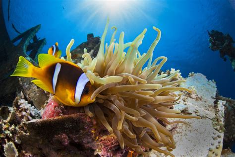 The Best Diving Spots in Aqaba