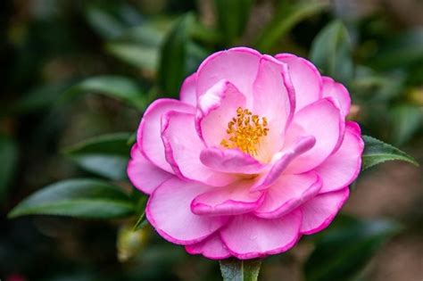 A Beginner's Guide to Growing a Camellia Bush | Birds and Blooms