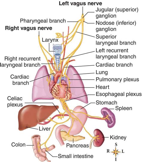 Vagus nerve, Nerve health, Nerve anatomy