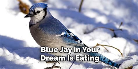 Blue Jay Dream Meaning | Explained (2023)