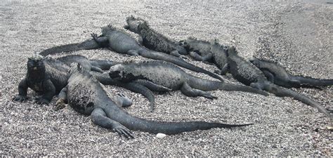 Marine Iguanas Free Stock Photo - Public Domain Pictures