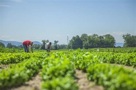 Natural Farming: How To Start With Innovative Methods