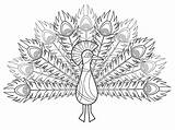 Print Peacock Coloring Page  Free Printable Pages For Kids sketch template