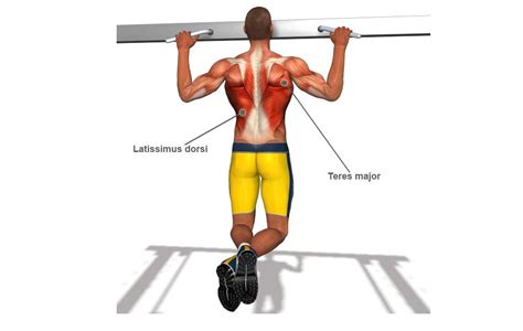 Pull-Up Muscles Worked With Diagram