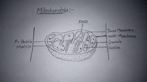 Mitochondria Diagram With Labels