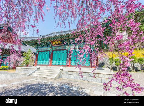 Gyeongbokgung palace cherry blossom hi-res stock photography and images ...