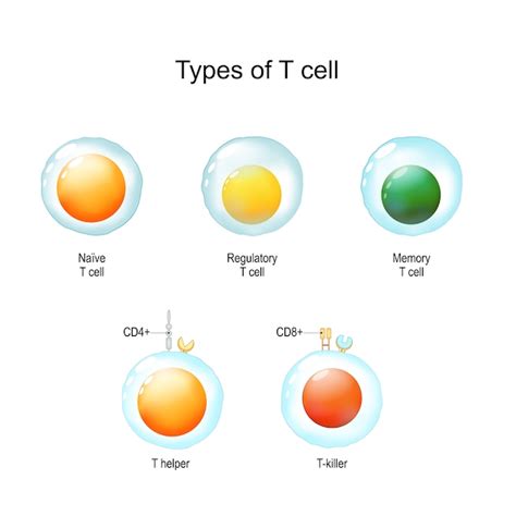 T Cells