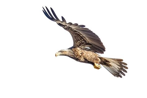 Premium AI Image | Eagle flying isolated on the white background