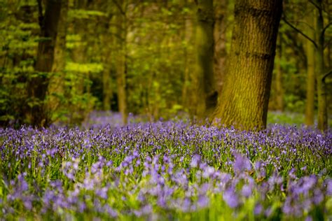 How to Photograph Bluebells | Photocrowd Photography Blog