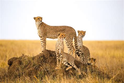 Cheetahs experience re-emergence of demand in pet trade as a status ...