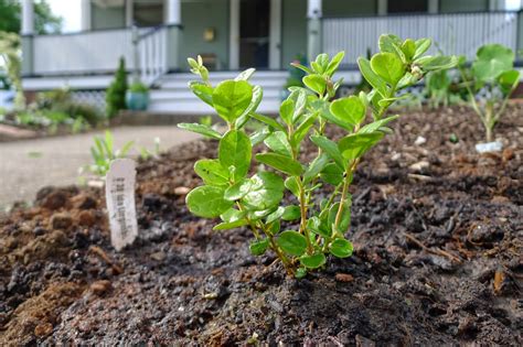 Less Noise, More Green: Edible Landscape Project: Lingonberries