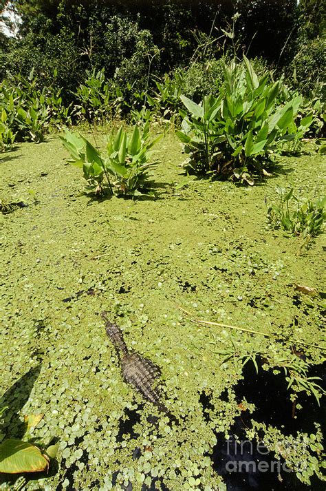 Alligator In Corkscrew Swamp, Florida Photograph by Gregory G. Dimijian - Fine Art America