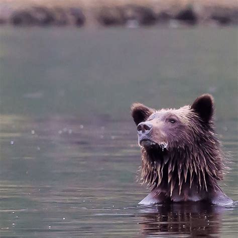 30 photos that reveal the significance of protecting B.C.’s Great Bear ...