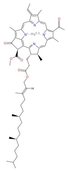 Photosynthesis overview - Chemistry LibreTexts