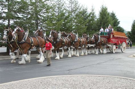 Famed Budweiser Clydesdales visit Manistee on Thursday