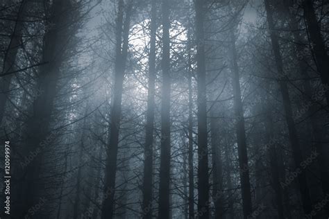 Foggy forest in a full moon night Stock Photo | Adobe Stock