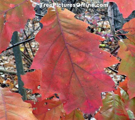 Oaks, Young Oak Tree in Fall Color Photo| TreePicturesOnline