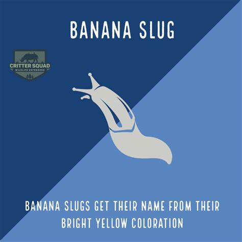 Banana Slug Fact Sheet - C.S.W.D