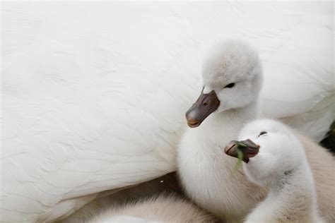 Mute Swan Cygnets Photograph by Alina Morozova - Fine Art America