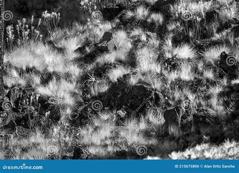 Black and White Grass Texture Stock Photo - Image of texture, place: 215675806