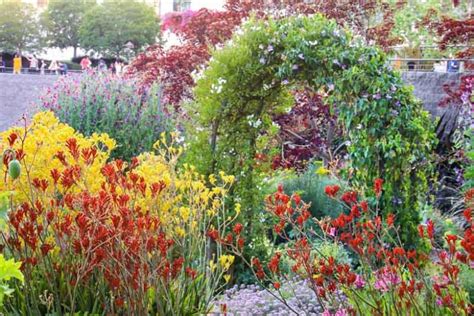 Anigozanthos (Kangaroo Paw)