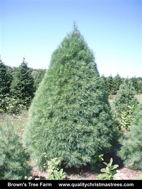 Wholesale Christmas Trees