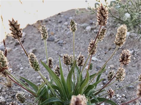 Plantago ovata Calflora