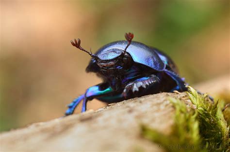 Dung beetle portrait | Beetle, Bug art, Cute animals