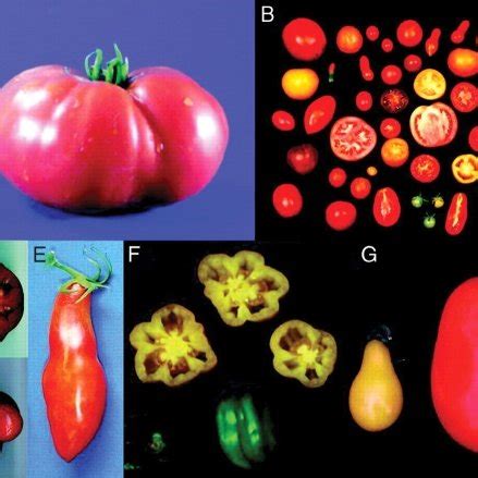 (PDF) Domestication and Breeding of Tomatoes: What have We Gained and ...