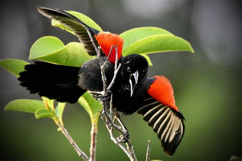 Red-Winged Blackbird