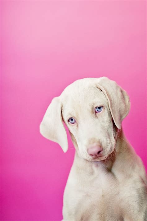 White Weimaraner | Weimaraner dogs, Hound dog breeds, Beautiful dogs