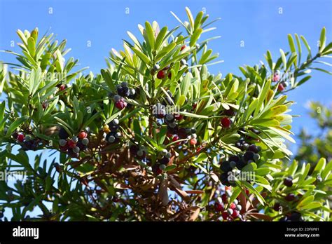 Yellowwood, south africa hi-res stock photography and images - Alamy