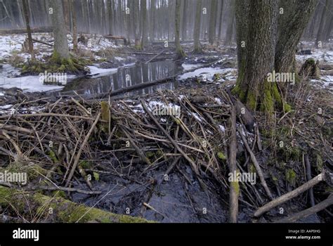 Eurasian beaver, European beaver (Castor fiber), beaver dam, Poland, Masuria, Krutyn Stock Photo ...