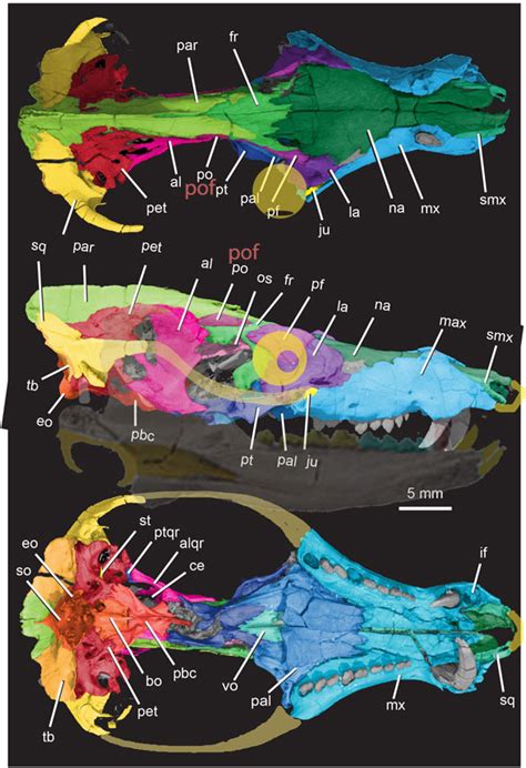 Pachygenelus and Pseudotherium