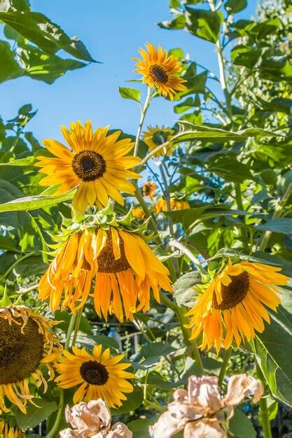 Premium Photo | Sunflower field sunflower seeds sunflower field view