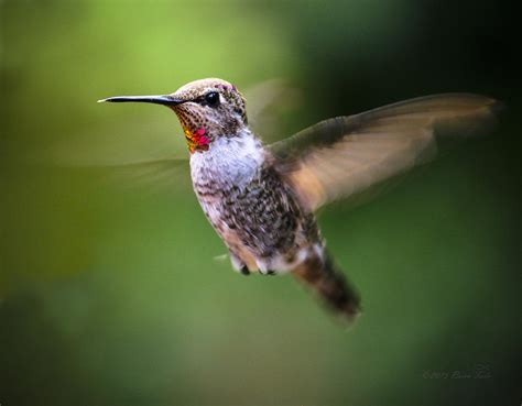 Female Anna's Hummingbird Photograph by Brian Tada