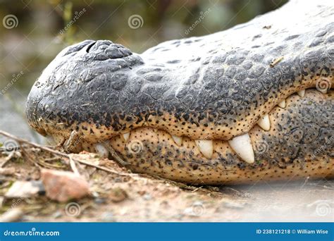 Close Up of Large American Alligator Teeth and Integumentary Sense ...