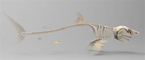 Great White Shark Skeleton 3D Model | 3D model | Great white shark ...