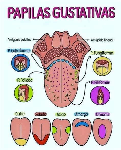 Papilas gustativas | Medical school stuff, Medical school essentials, Medical school inspiration