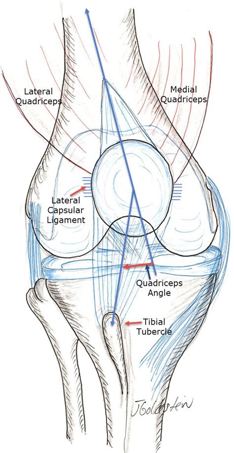 Knee Extensors