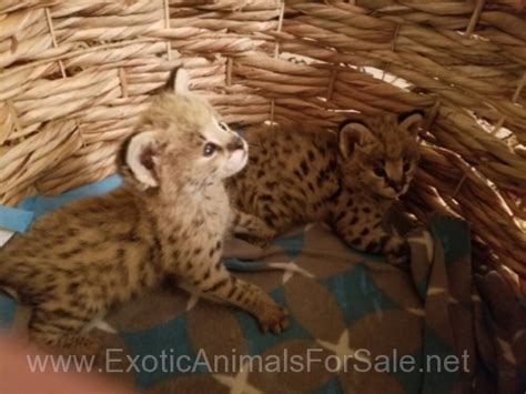 Serval kittens for Sale