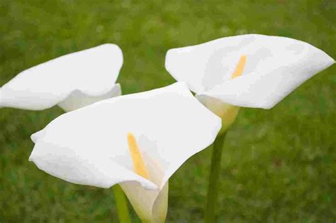 Calla Lily - Cuttings, Propagation, Spreads, Rhizomes(Care)